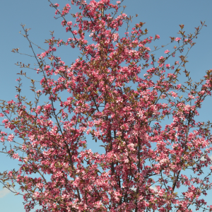 Malus 'Royal Raindrops'