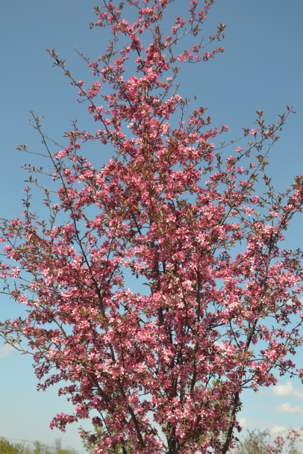 Malus 'Royal Raindrops'