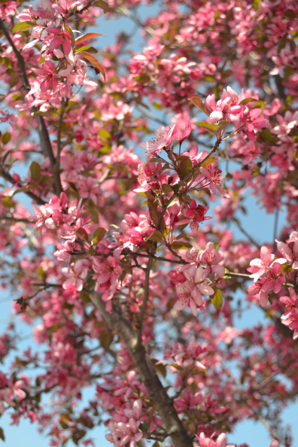 Malus 'Royal Raindrops'