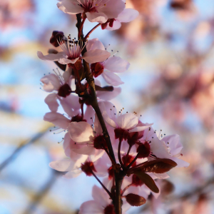 Prunus armeniaca 'Tilton'