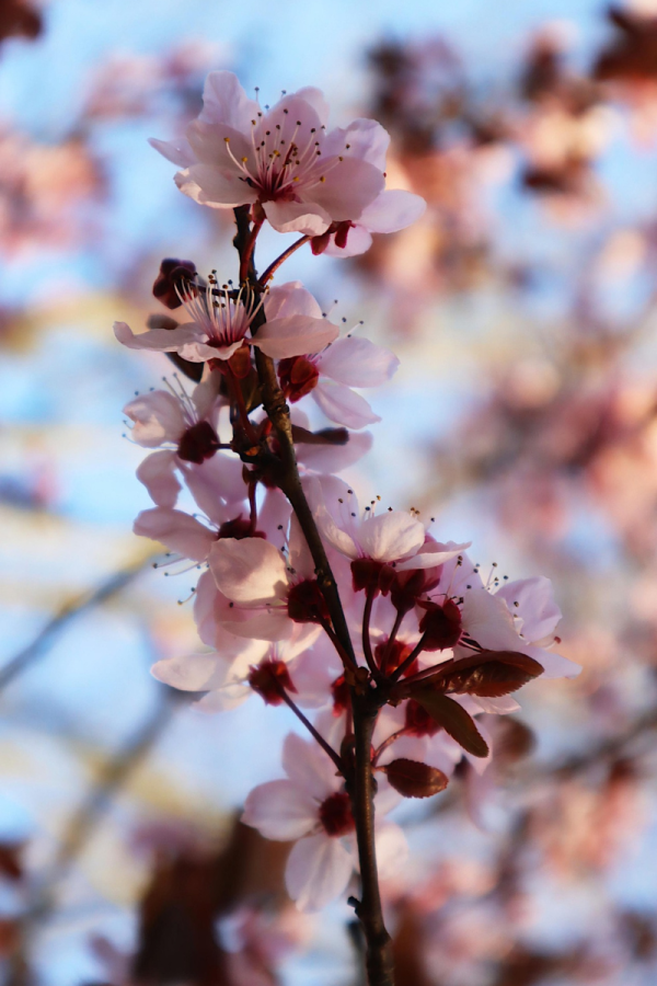 Prunus armeniaca 'Tilton'