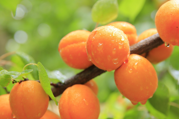 Prunus armeniaca 'Tilton'