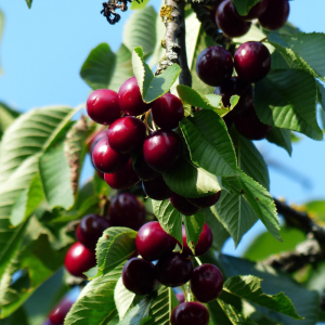 Prunus avium 'Stella'