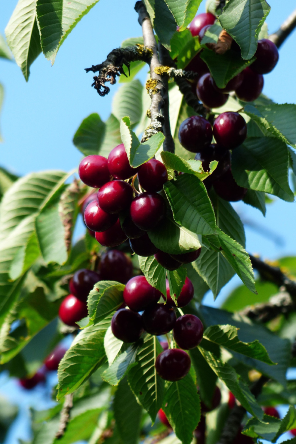 Prunus avium 'Stella'