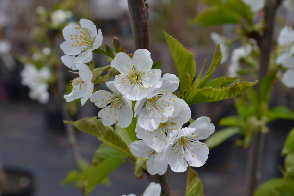 Prunus avium 'Stella'
