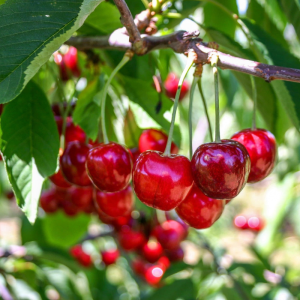 Prunus avium 'Van'