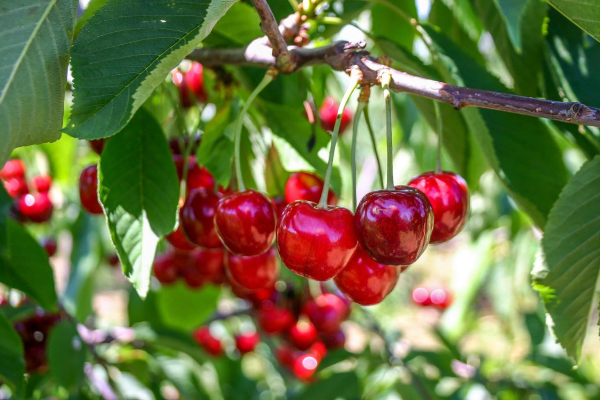 Prunus avium 'Van'