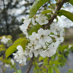 Prunus avium 'Van'