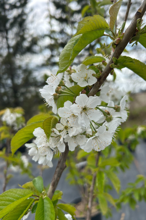 Prunus avium 'Van'