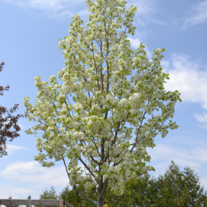 Pyrus calleryana 'Chanticleer'