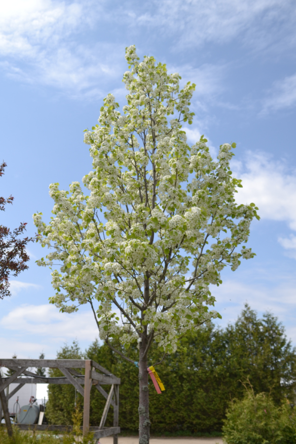 Pyrus calleryana 'Chanticleer'