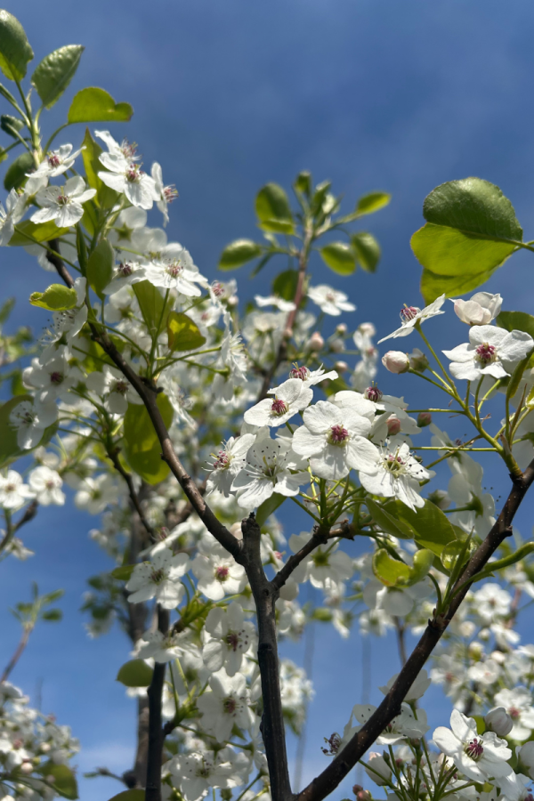 Pyrus calleryana 'Chanticleer'