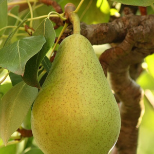 Pyrus communis 'Anjou'