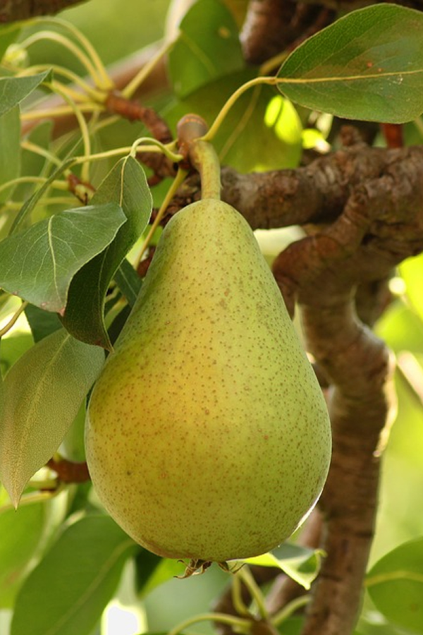 Pyrus communis 'Anjou'