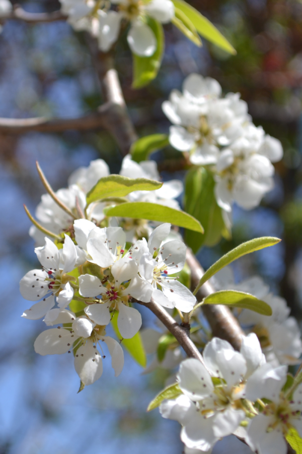 Pyrus communis 'Anjou'