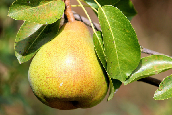 Pyrus communis 'Golden Spice'