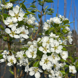 Pyrus communis 'Golden Spice'