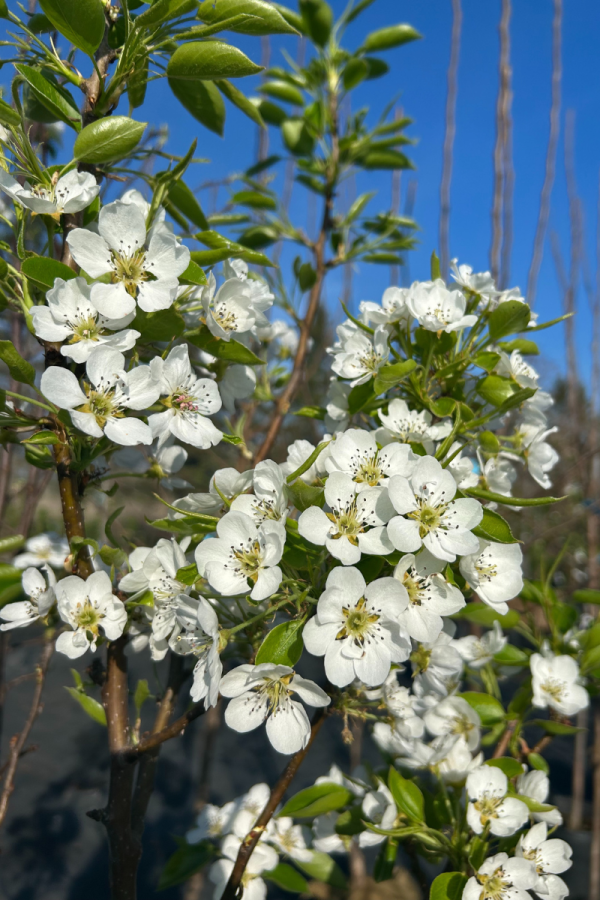 Pyrus communis 'Golden Spice'