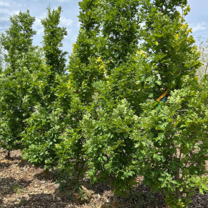 Quercus robur 'Crimson Spire'