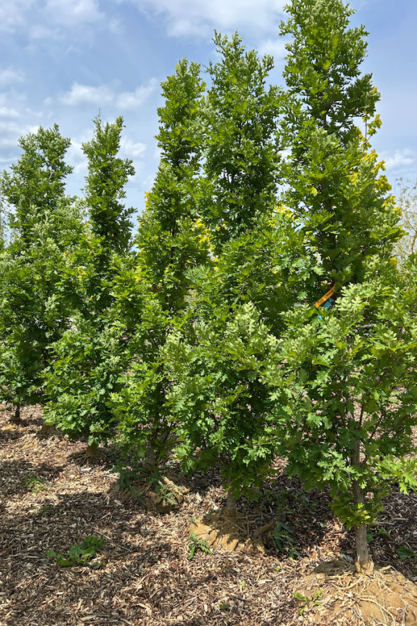 Quercus robur 'Crimson Spire'