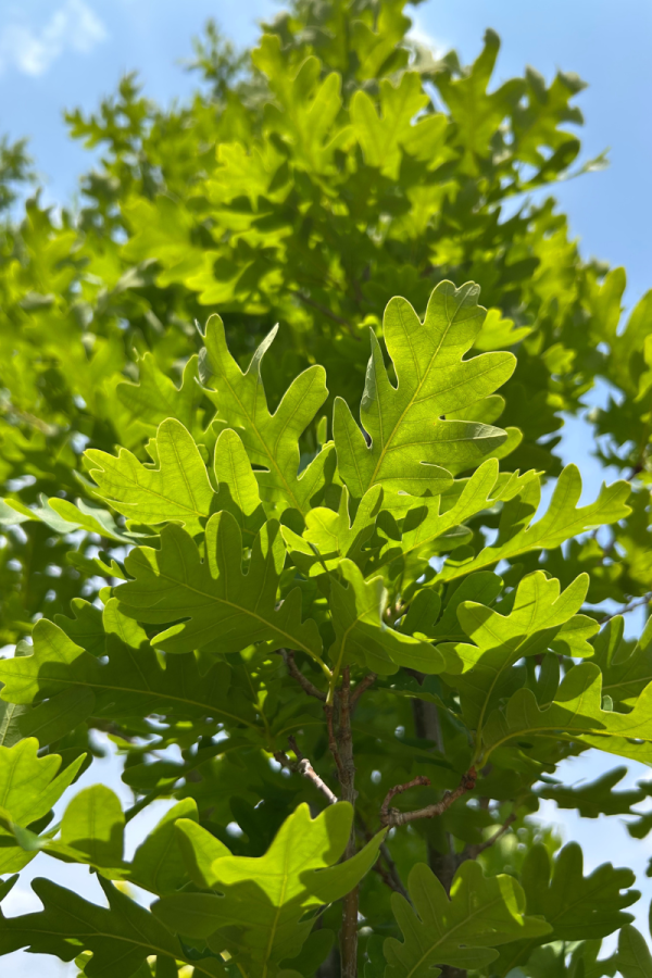 Quercus robur 'Crimson Spire'