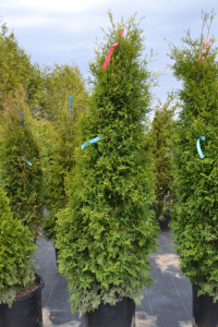 Thuja occidentalis 'Brandon'