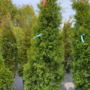 Thuya occidentalis 'Brandon'