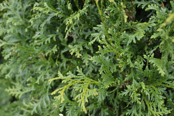 Thuya occidentalis 'Brandon'
