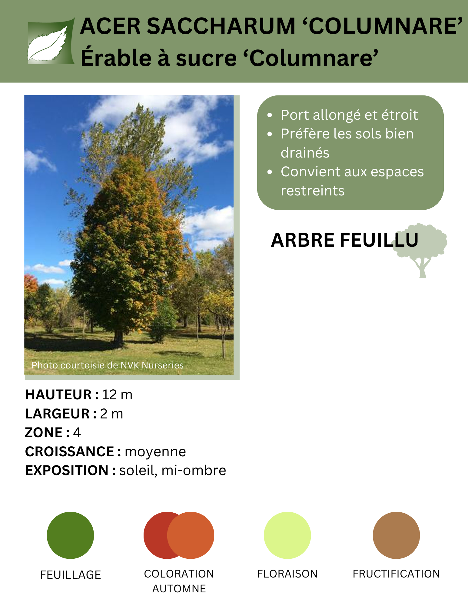 20 Semi Di Acero Da Zucchero Colonnare – Acer Saccharum 'Columnare' – Albero Da Giardino