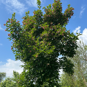 Acer tataricum