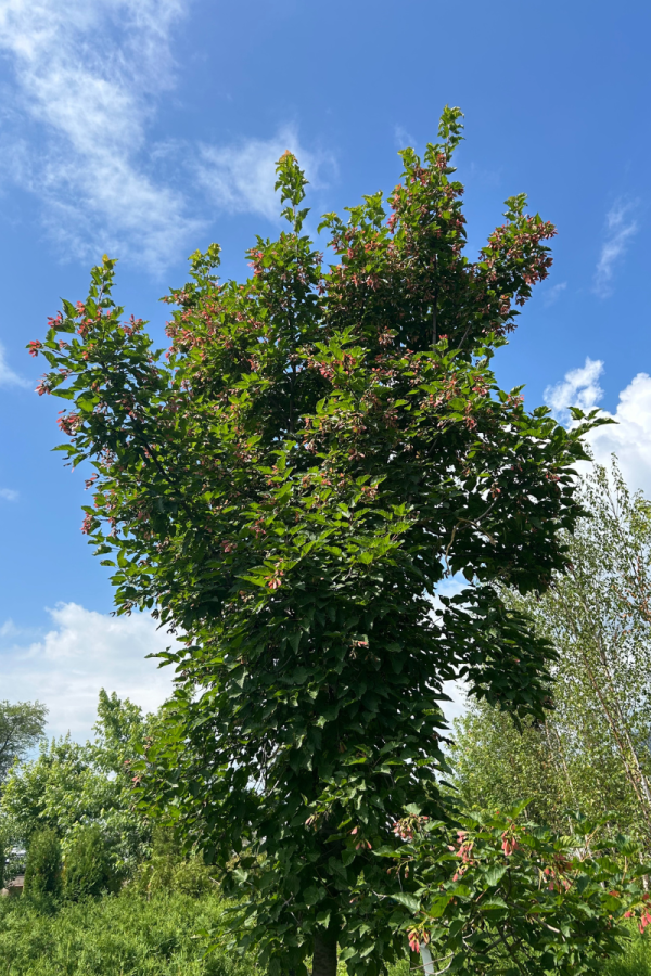Acer tataricum