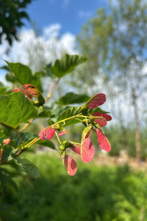 Acer tataricum