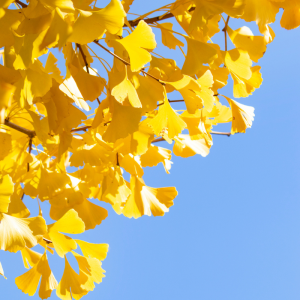 Ginkgo biloba 'Autumn Gold'