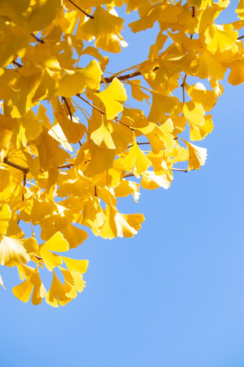 Ginkgo biloba 'Autumn Gold'