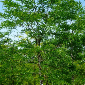 Gleditsia triacanthos inermis 'Imperial'