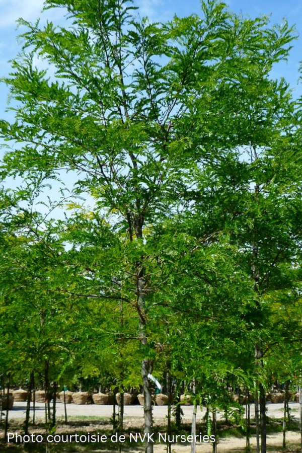 Gleditsia triacanthos inermis 'Imperial'