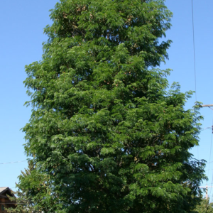 Gleditsia triacanthos inermis 'Street Keeper'
