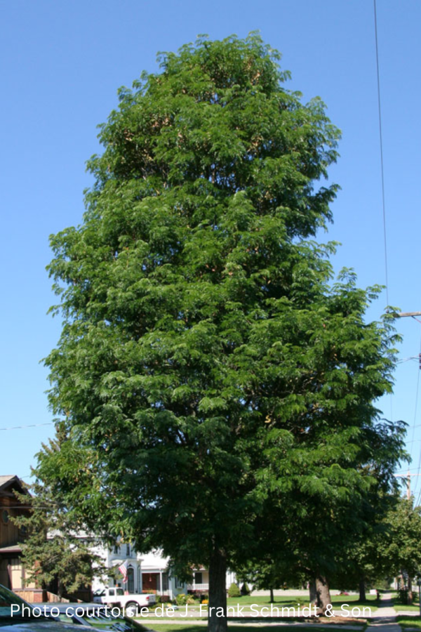 Gleditsia triacanthos inermis 'Street Keeper'