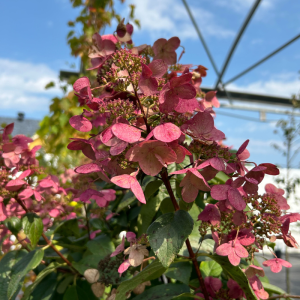 Hydrangea paniculata 'Fire and Ice'