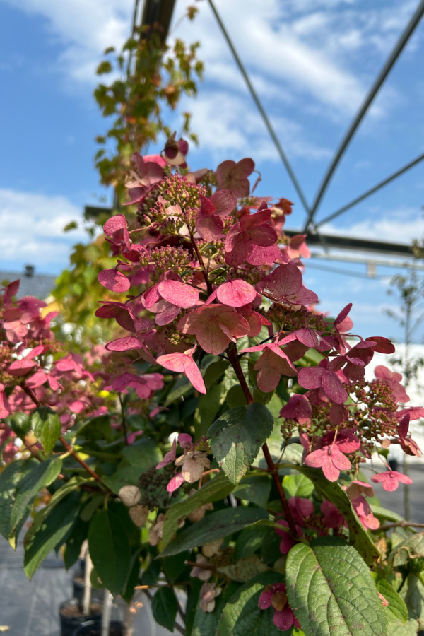 Hydrangea paniculata 'Fire and Ice'