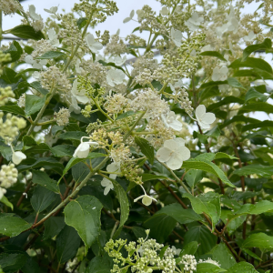 Hydrangea paniculata 'Kyushu'