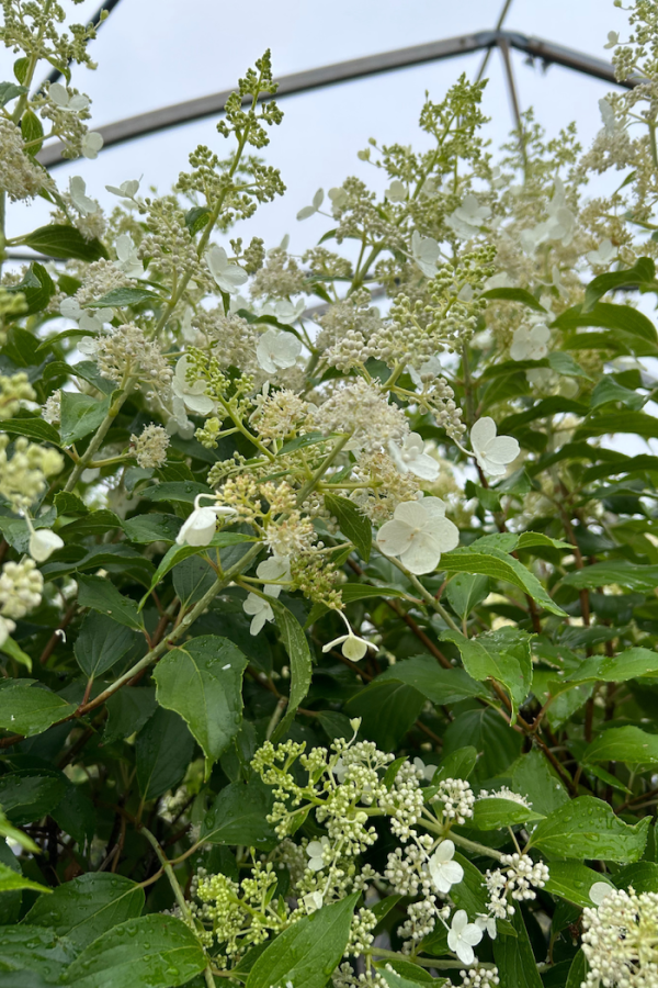 Hydrangea paniculata 'Kyushu'