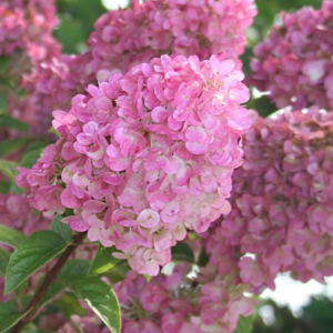 Hydrangea paniculata 'Strawberry Sundae'