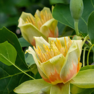 Liriodendron tulipifera 'Emerald City'