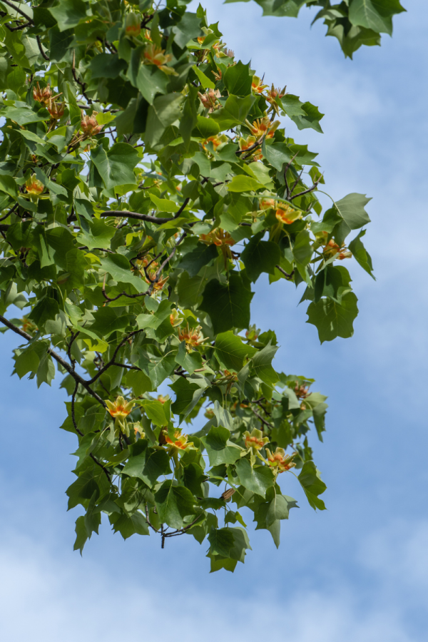 Liriodendron tulipifera 'Emerald City'