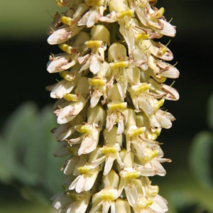 Maackia amurensis 'MaacNificent'