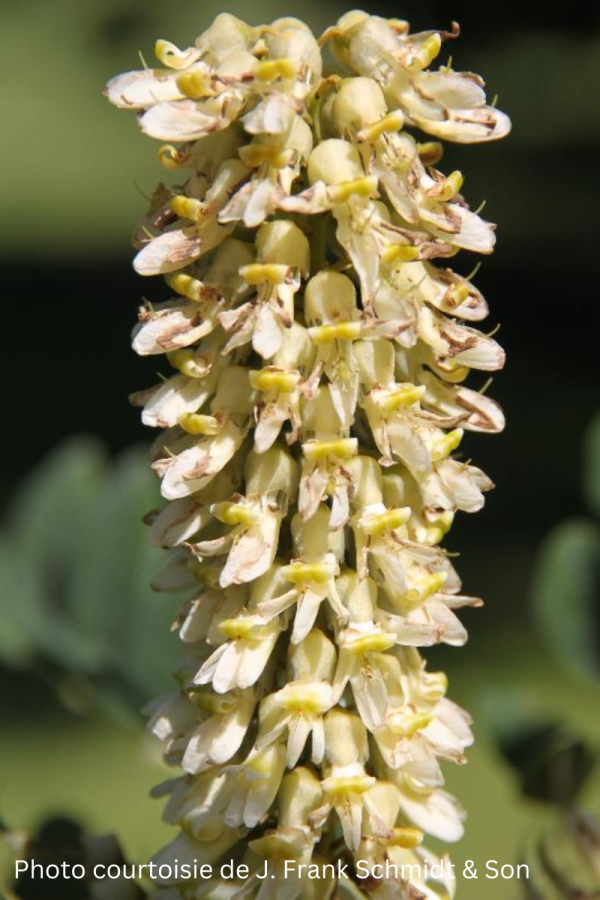 Maackia amurensis 'MaacNificent'
