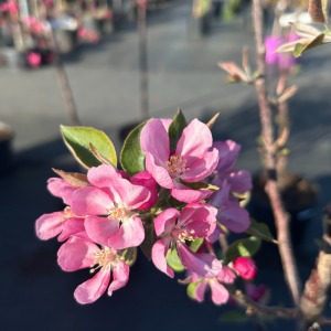 Malus x adstringens 'Purple Spire'