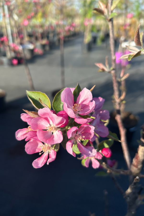 Malus x adstringens 'Purple Spire'