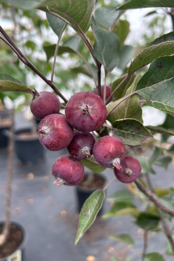 Malus x adstringens 'Purple Spire'